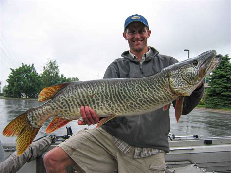 Tiger Muskellunge