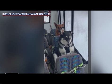 Doggy ‘daycare Bus In Alaska Goes Viral On Tiktok Your Pets Magazine