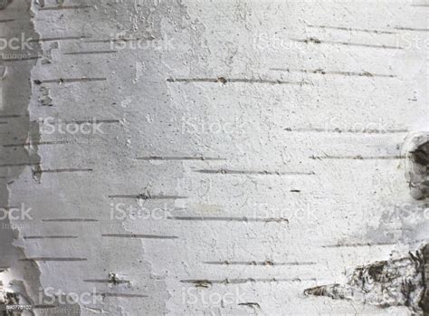 Natural Background With Birch Tree Bark Texture Stock Photo Download