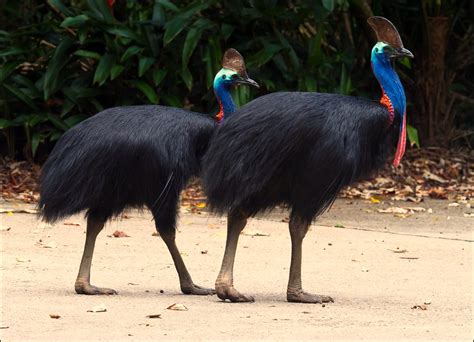 Two Southern Cassowaries Casuarius Casuarius Believe Thi Flickr