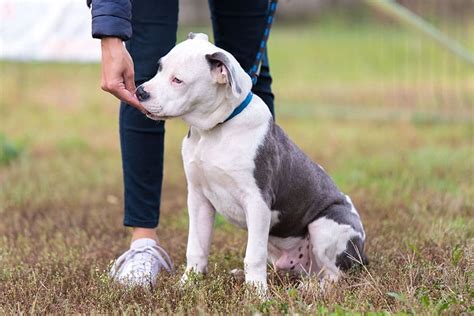 How to Discipline a Pitbull Puppy (The Right Way) - PitBullTribe.com