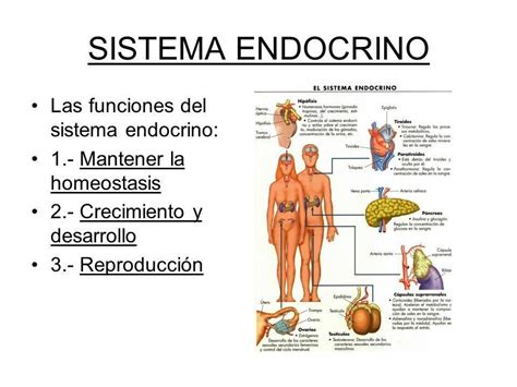 Un Dibujo De Las Funciones Del Sistema Endocrino Brainly Lat