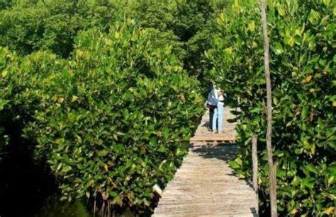 Punya Potensi Besar Pemdes Saliki Akan Kembangkan Kawasan Mangrove