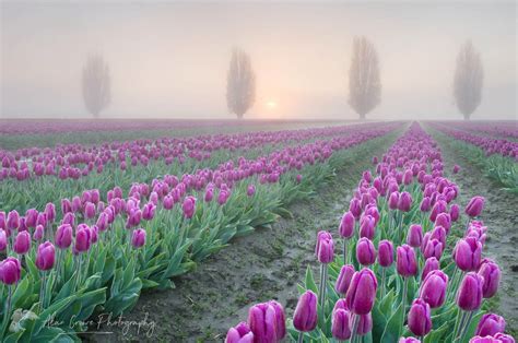 Sunrise over the Skagit Valley Tulip Fields - Alan Crowe Photography