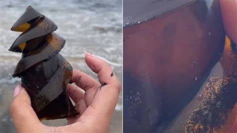 Ever Wondered What A Shark Egg Looks Like Watch Trending Hindustan