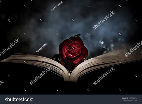 18,900 Black Rose Books Royalty-Free Images, Stock Photos & Pictures ...