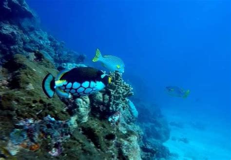 Plongee Passion Centre De Plongée Sous Marine Nouméa Activités