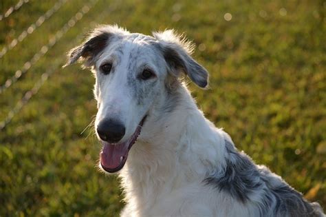 Borzoi Information And Dog Breed Facts