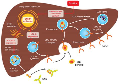 Medvasc Anti Psk Pour En Savoir Plus