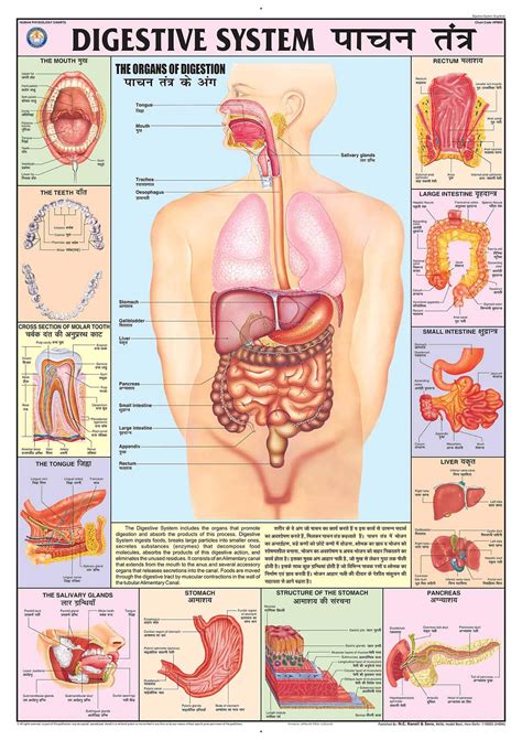 Human Anatomy Digestive System Diagram