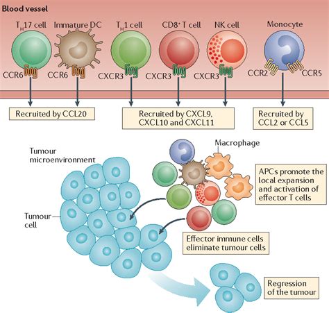 Chemokines In The Cancer Microenvironment And Their Relevance In Cancer