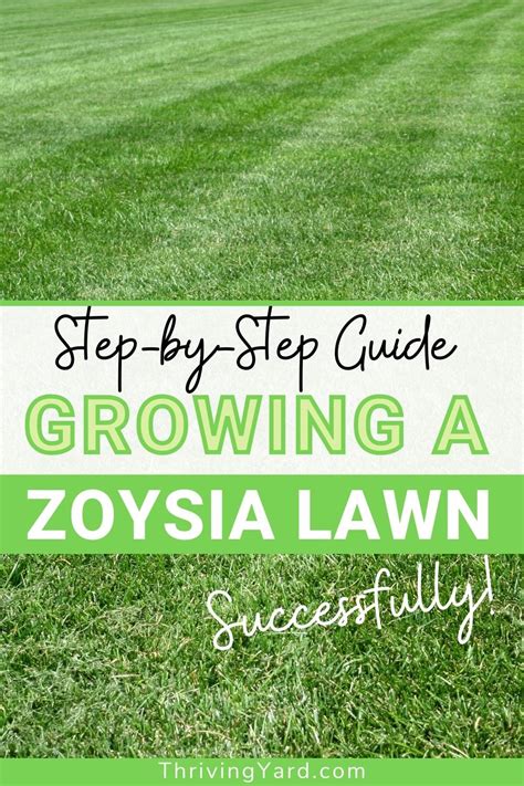 Step By Step Guide To Growing A Zoysia Lawn Successfully Zoysia Grass Care Zoysia Grass