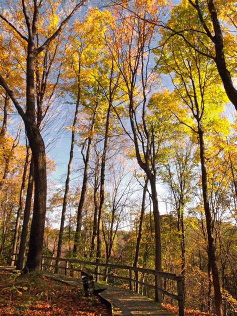 Free Images Landscape Tree Nature Forest Branch Sunlight