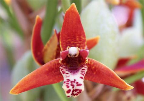 Maxillaria Maui Coconut Plantae Orchids And Rare Plants