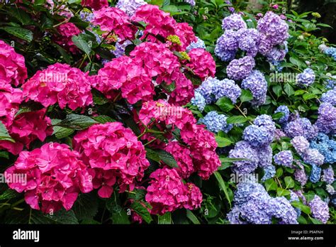 Red Bigleaf Hydrangea Red Hydrangea Macrophylla Alpengluhen