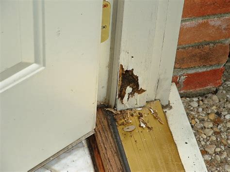 Tratamientos De La Madera Contra Termitas Termitas En Casa Control