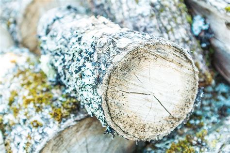 Fotos Gratis Rbol Rama Planta Madera Hoja Flor El Maletero