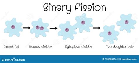 Binary Fission Cartoon Vector 64411125