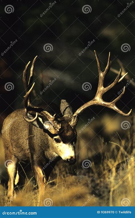 Giant Mule Deer Buck stock photo. Image of west, outdoors - 9369970