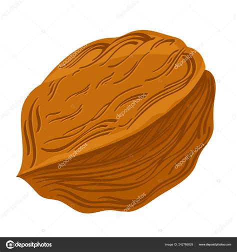 Walnut Shell Vector Illustration Isolated White Background Packaging ...