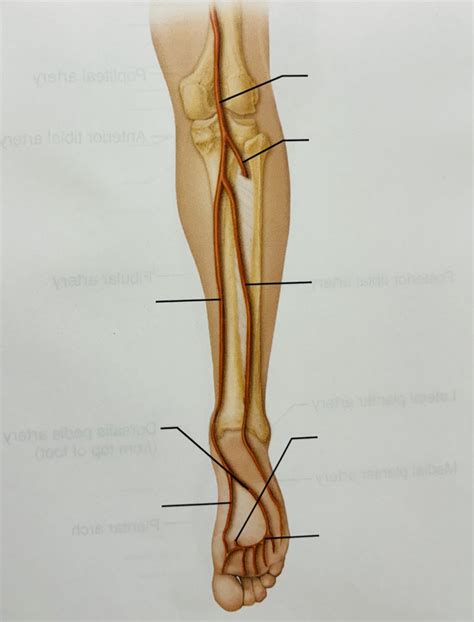 Arteries Of The Posterior Lower Limb Diagram Quizlet