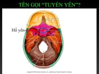 Tuyến yên pp2003 | PPT