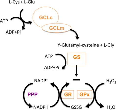 GSH Biosynthetic Route And GSH Cycle GSH Biosynthesis Open I