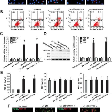 Ec Apoptosis Induces Production Of Tgf β1 Lentivirus Mediated P53 Gene