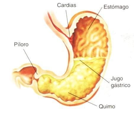 Presenta En El Jugo G Stricodonde Se Encuentra Brainly Lat