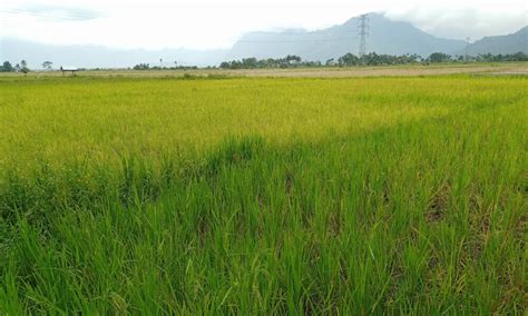 Hama Tikus Serang Puluhan Hektar Sawah Di Nagari Koto Kaciak Kaba12