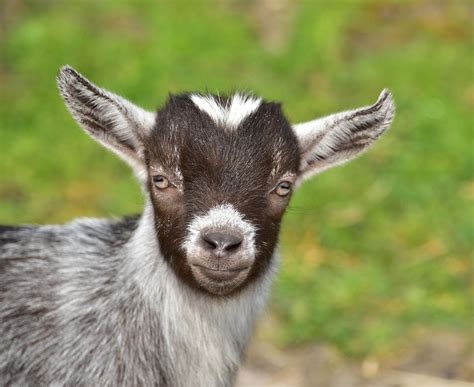 photo goat goats kid cute  image  pixabay