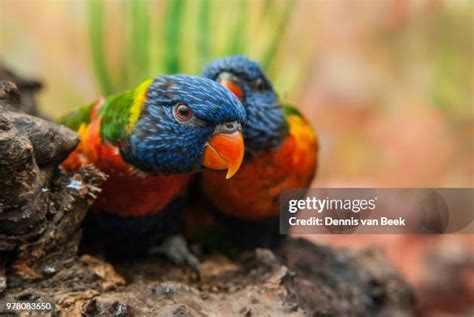 107 Parakeets Talking Stock Photos, High-Res Pictures, and Images - Getty Images