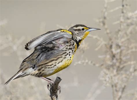 Western Meadowlark Singing And Stretching Feathered Photography