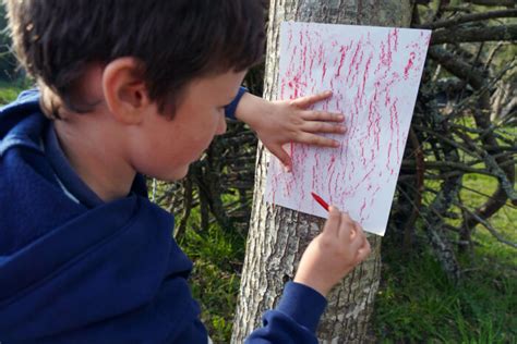 Réaliser une empreinte d écorce pour comparer les espèces d arbres