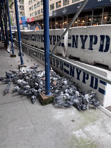 Pigeons, NYC : r/pigeon