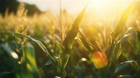 O Nascer Do Sol Sobre Um Pintoresco Campo De Milho Gotas De Orvalho