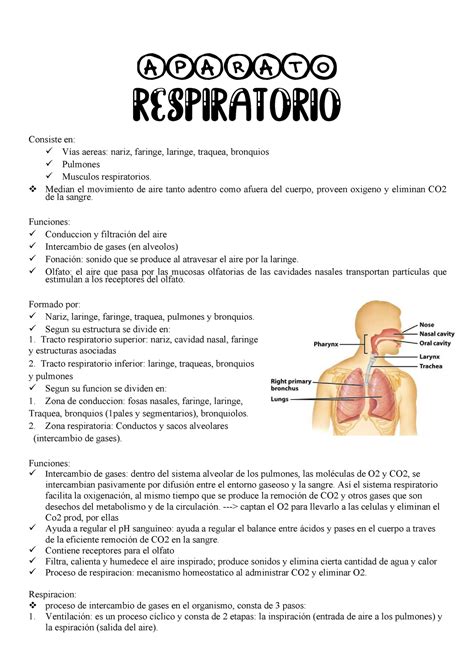 Guia Practica De Histologia Aparato Respiratorio Dd