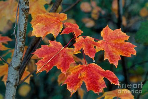 Sugar Maple Leaves Photograph by Stephen J Krasemann | Fine Art America