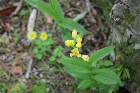 縄文の森にキンランの花が咲いています 鹿児島県上野原縄文の森