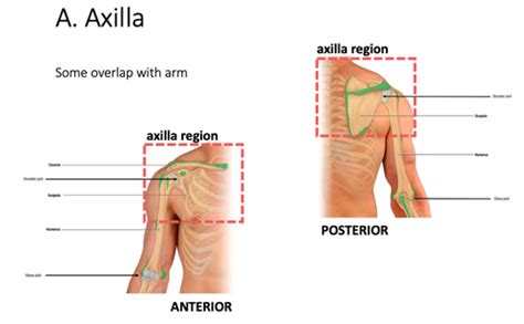 Axillary Region Flashcards | Quizlet