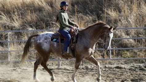 Nez Perce Horse — DiscoverTheHorse