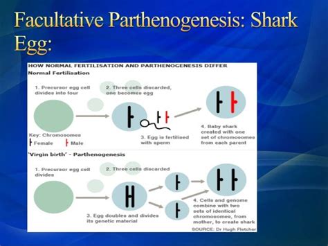 Parthenogenesis