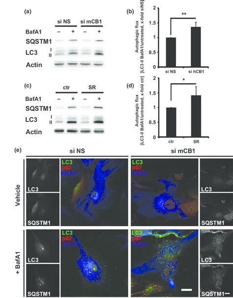 Enhanced Autophagic Flux After Cannabinoid Receptor Cb Knockdown