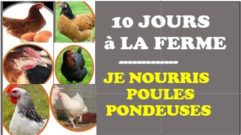 Comment R Ussir L Elevage Des Poules Pondeuses Youtube