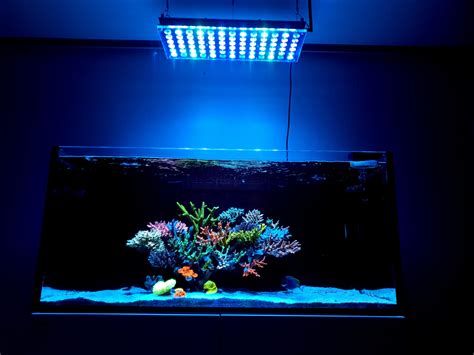 Amazing Korean Saltwater Aquascape Lighted by Atlantik iCon •Orphek