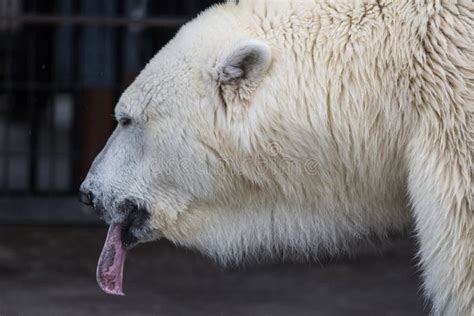 Polar Bear Tongue Stock Photos - Free & Royalty-Free Stock Photos from