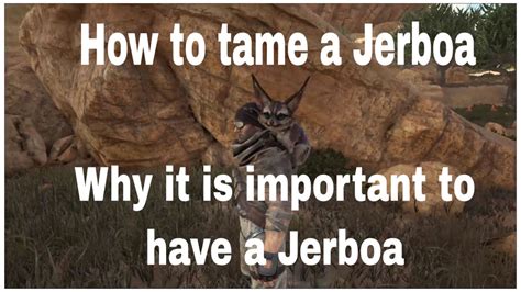 How To Tame A Jerboa And Why It Is Important To Tame A Jerboa YouTube