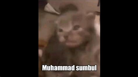 Top 6 Nama Kucing Paling Islami Meme Banggyxd Yabegitulah