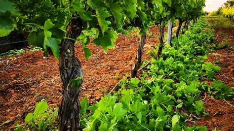 Benefits of green pruning of vines - Largar de la Salud