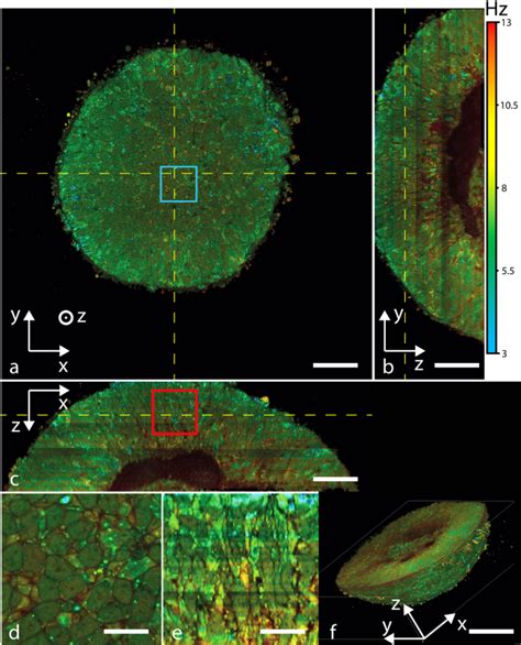 Dynamic Full Field Optical Coherence Tomography Module Adapted To